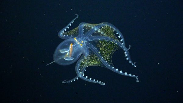 Doterajšie poznatky o priehľadných chobotniciach pochádzajú z pozostatkov, ktoré vedci našli v útrobách predátorov.