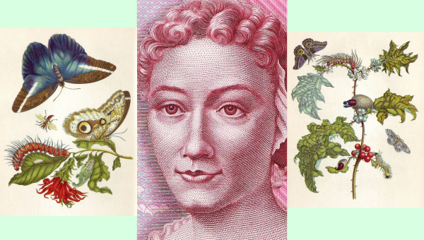 UNESCO na svojich stránkach spomína ako príklad vedkyne a umelkyne botaničku a maliarku Mariu Sibyllu Merianovú, ktorá tvorila koncom 17. storočia. Na obrázku v strede je jej portrét z nemeckej päťstomarkovej bankovky, v pravo a vľavo ukázky z jedného z jej diel – knihy Metamorfózy surinamského hmyzu. Zdroj fotografií: Wikimedia