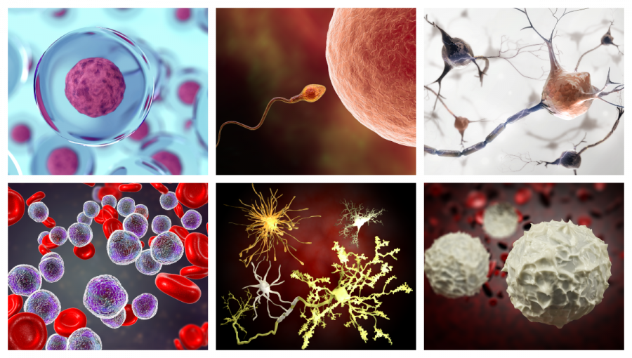 Koláž buniek. 1: Bunky. 2: Oplodnenie vajíčka spermiou. 3: Neuróny. 4: Akútna lymfoblastická leukémia. 5: Druhy mozgových buniek. 6: Biele krvinky. Zdroj: iStockphoto.com
