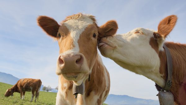 Ilustračná fotografia. Mikróby v kravskom bachore podľa novej štúdie dokážu rozložiť tri bežné typy plastov. Zdroj: iStockphoto.com