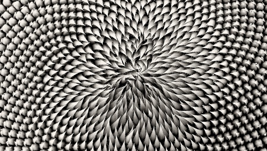 Detail kvetu slnečnice. Zdroj: iStockphoto.com