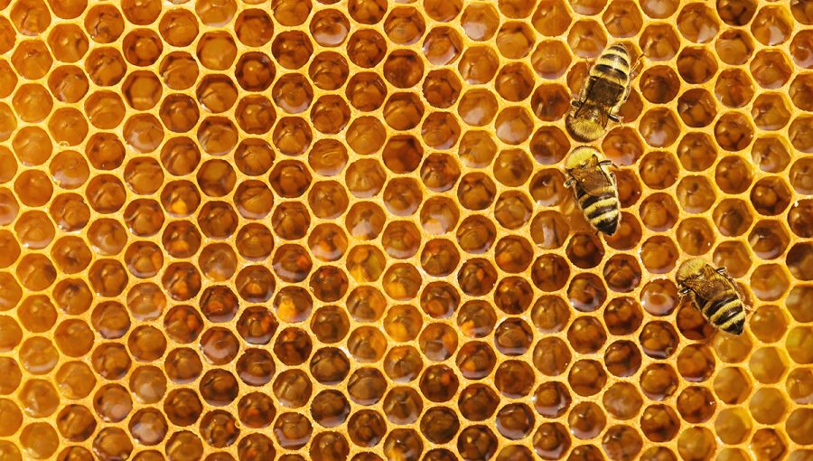 Dokonalosť prírody inšpiruje dizajnérov odjakživa. Ilustračná foto: detail včelieho úľa. Zdroj: iStockphoto.com