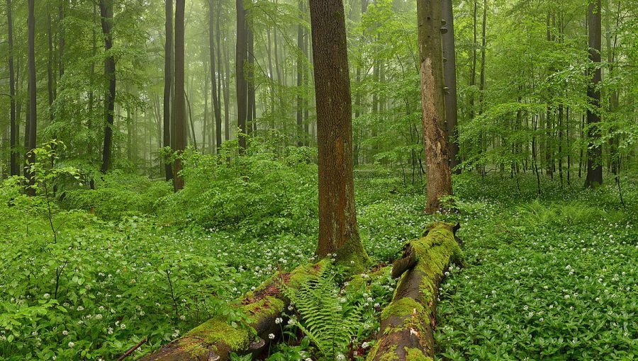 Bukové lesy v Národnom parku Heinich v Nemecku rastú v nižších horských polohách na vápenci. Zdroj: europeanbeechforests.org
