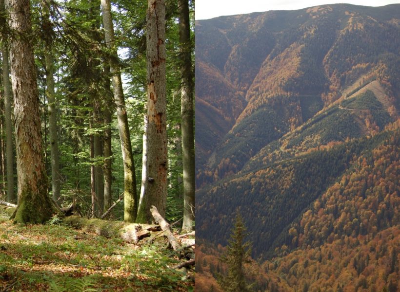 Štrukturálne rôznorodý a druhovo pestrý prírodný les v Dobročskom pralese (vľavo). Podobné horské jedľovo-bukové lesy sa zachovali na rozsiahlych plochách v mnohých častiach Slovenska až do druhej polovice minulého storočia. Boli však systematicky ťažené a premieňané na rovnoveké porasty tzv. lesa vekových tried, často so zmenou drevinového zloženia v prospech smreka (vpravo). Tie sú druhovo chudobnejšie ako prírodné lesy. K likvidácii posledných zvyškov pralesov na Slovensku, žiaľ, dochádza aj v súčasnosti. Zdroj: František Máliš