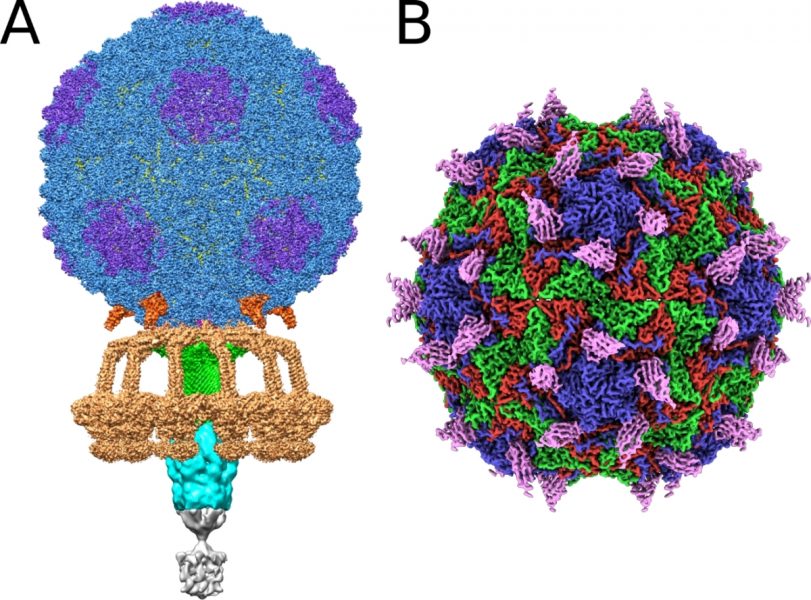 3D štruktúry bakteriofágu P68 (A) a rinovírusu 14 (B). Štruktúry sú ofarbené podľa jednotlivých typov proteínov. Zdroj: Dominik Hrebík