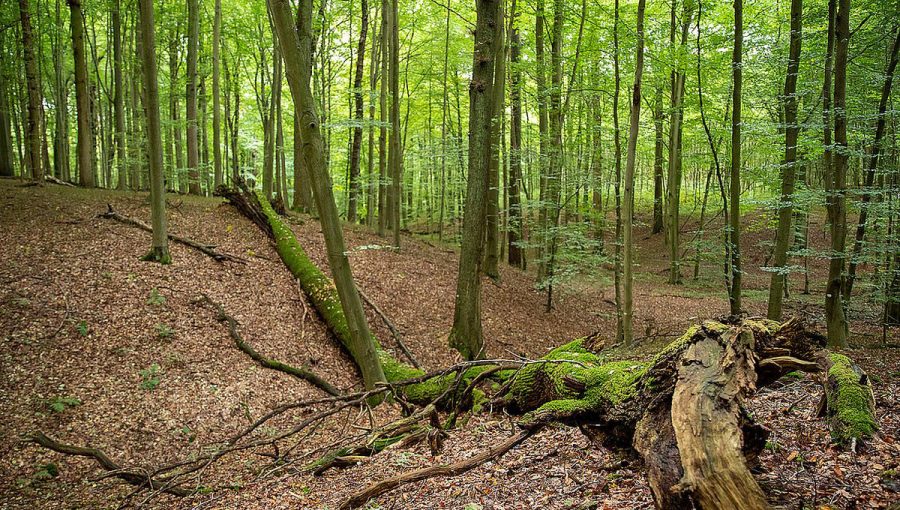 Buky v Sonianskom lese v Belgicku. Zdroj: europeanbeechforests.org