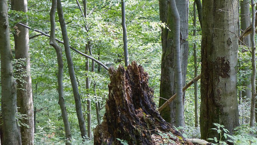 Stužica – Bukovské Vrchy sú najväčším komplexom bukového pralesa na Slovensku. Zdroj: europeanbeechforests.org