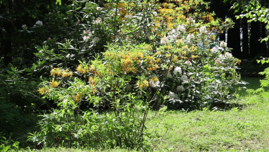 Pohľad na kvitnúci krík v lesníckom arboréte Kysihýbel (LAK). Zdroj: Facebook LAK; autor_Jaroslav Jankovic