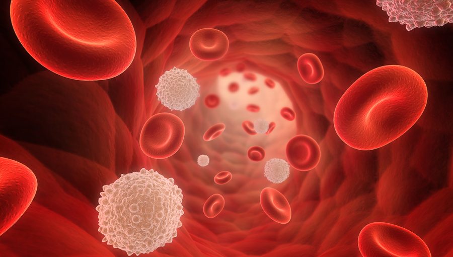 Červené a biele krvinky. Zdroj: iStockphoto.com