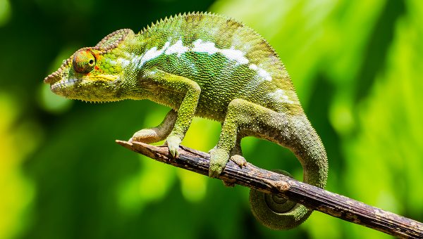 Ilustračná fotografia. Vedci vyvinuli umelého chameleóna, ktorý dokáže prispôsobiť svoju farbu okolia v reálnom čase. Zdroj: iStockphoto.com