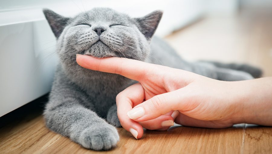 Britská krátkosrstá mačka ako domáci maznáčik. Zdroj: iStockphoto.com