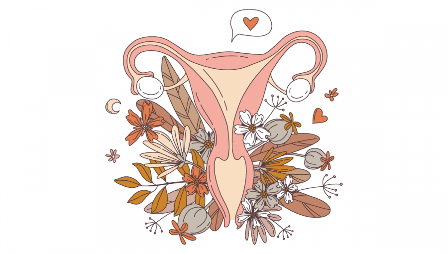 Ženský reprodukčný systém. Zdroj: iStockphoto.com