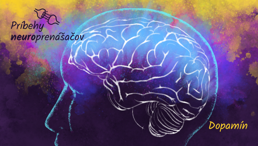 Dopamín vzniká aj v štruktúre mozgu, ktorá sa nazýva nucleus accumbens. Vedci túto oblasť často označujú aj ako centrum potešenia, pretože po tom, ako sa z nej uvoľní dopamín, zaplavia človeka príjemné emócie. Ilustrácia: Michaela Mašánová