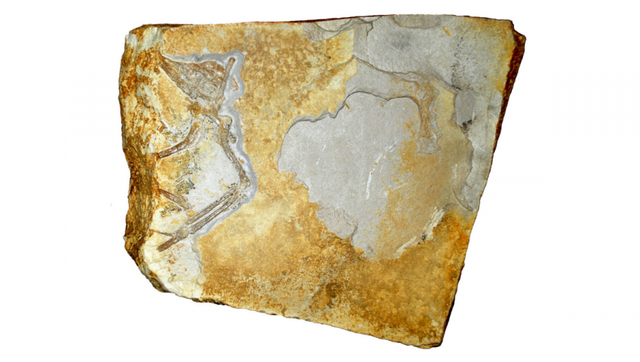 Pohľad na Daitinský exemplár archeopteryxa. Zdroj: M. Kundrát