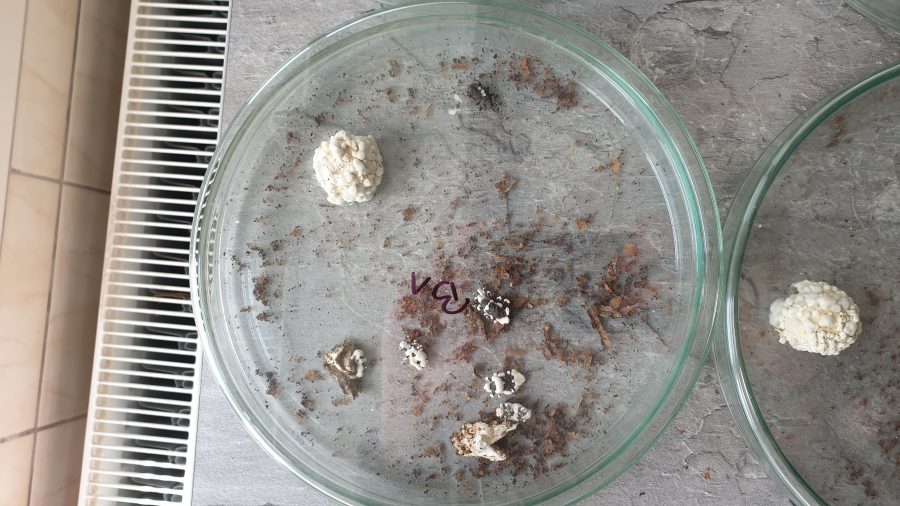 Pohľad do Petriho misky na Nosič BAO prerastený hubou Beauveria bassiana a v laboratórnych podmienkach infikované chrobáky tvrdoňa smrekového. Zdroj_archív Andreja Kuncu.png