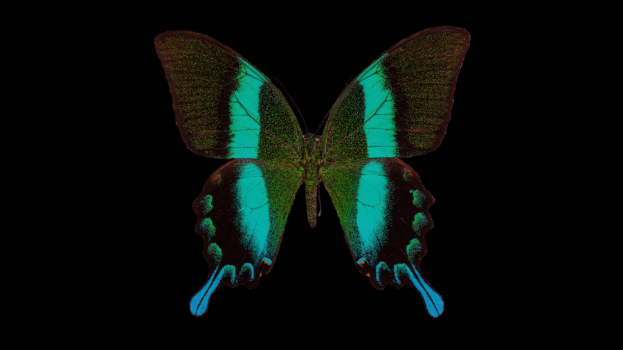 Krásne zeleno-modro-hnedo-čierno sfarbený Tropický motýľ Papilio blumei na čiernom pozadí. Zdroj: M. Kozánek