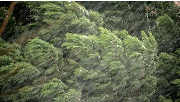 Pohľad zhora na silným vetrom nakláňané borovice v lese. Zdroj: iStockphoto.com