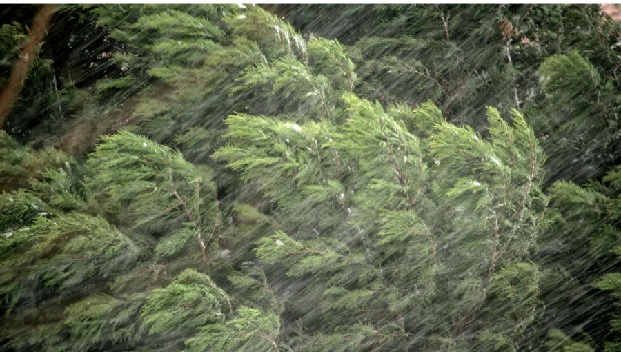Pohľad zhora na silným vetrom nakláňané borovice v lese. Zdroj: iStockphoto.com