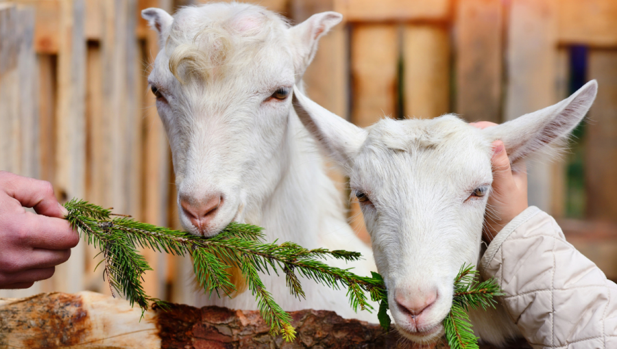 Dve kozy jedia vetvičku vianočného stročeka. Zdroj: iStockphoto.com