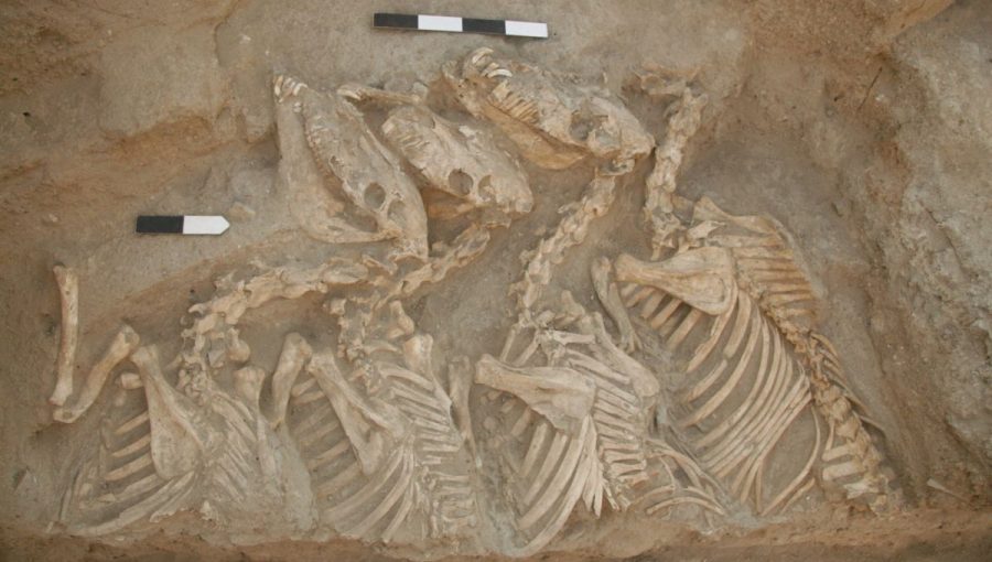 Pozostatky zvieraťa, ktoré našli v pohrebnom komplexe Umm el-Marra na severe Sýrie. Zdroj: Glenn Schwartz / John Hopkins University