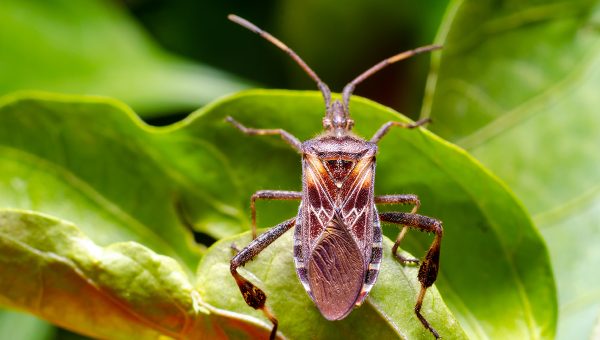 Obrúbnica americká (Leptoglossus occidentalis) patrí medzi invázny druh hmyzu. Pochádza zo Severnej Ameriky. Na Slovensku sa vyskytuje v lesoch a lesných škôlkach. Jej hostiteľskými drevinami sú borovice, smrek a jedľa. Zdroj: iStockphoto.com