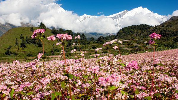 Rozkvitnutá pohánka v Himalájach. Zdroj: iStockphoto.com