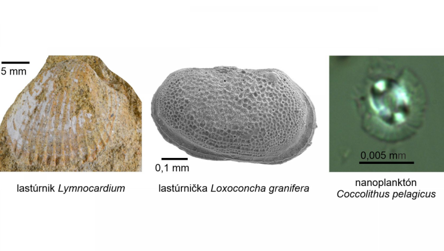 Príklady fosílií získaných z vrstiev výkopu v Mlynskej doline. Zdroj: M. Šujan
