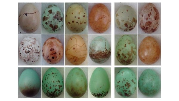 Porovnanie vajíčok kukučky (Anomalospiza imberbis) a vajíčok ich hostiteľov. Reprezentatívne hostiteľské (vľavo) a parazitické (vpravo) vajíčka vykazujúce rozsah polymorfizmu medzi samicami. Každé vajce pochádzalo z inej znášky. Foto: Martin Stevens, Claire N. Spottiswoode Zdroj: The Royal Society
