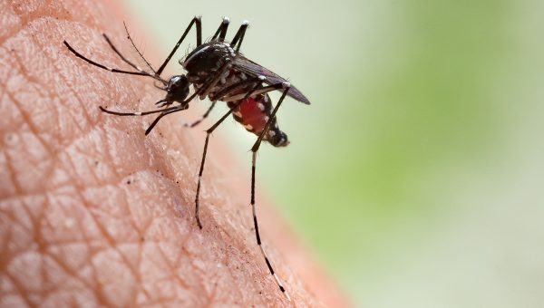 Komár egyptský/tropický (aedes aegypti) ako prenášač chorôb. Zdroj: iStockphoto.com