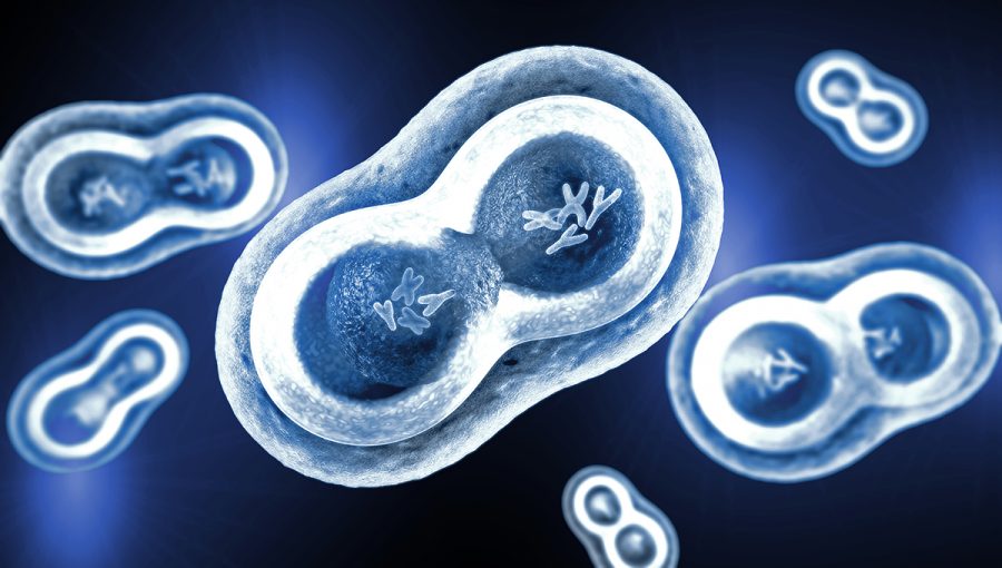Priesvitné bunky s jadrom, membránou a viditeľnými chromozómami. Zdroj: iStockphoto.com