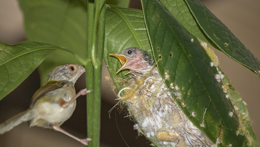 Krajčírik dlhochvostý (orthotomus sutorius) kŕmiaci mláďa v hniezde. Zdroj: iStockphoto.com