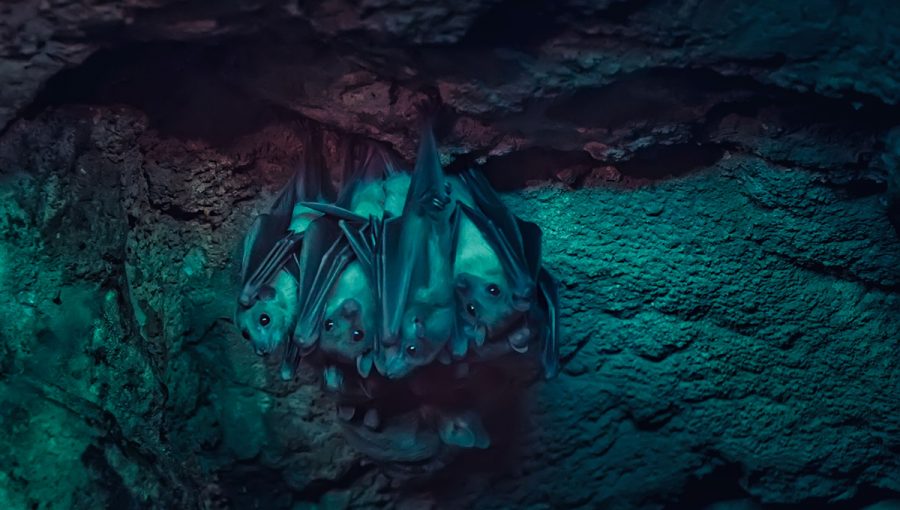Skupina netopierov visiacich zo stropu jaskyne. Zdroj: iStockphoto.com