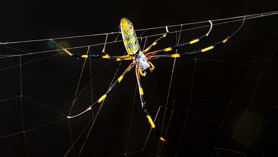 Pavúk druhu Nephila clavata na pavučine. Zdroje: iStockphoto.com