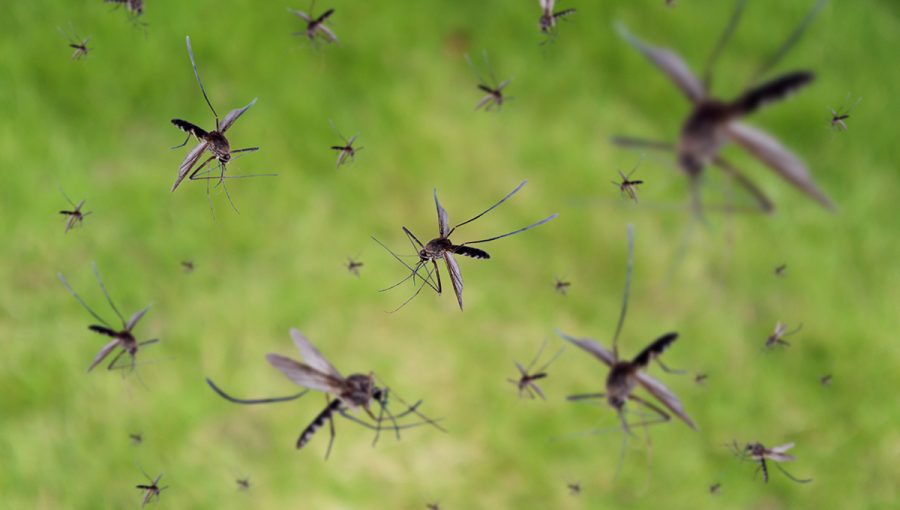 Húf samcov komárov letiaci nad zeleným poľom. Zdroj: iStockphoto.com