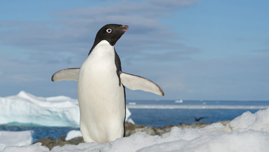 Tučniak okatý na zasneženom kopci na Antarktickom poloostrove. Zdroj: iStockphoto.com