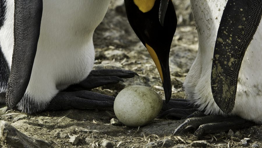 Výmena vajec medzi kráľovskými tučniakmi na St. Andrews Bay, Južná Georgia v južnej časti Atlantického oceánu. Zdroj: iStockphoto.com