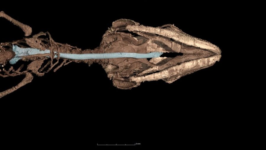 Retinosaurus hkamtiensis – pohľad zdola na viditeľnú priedušnicu a časť priedušiek (označené svetlomodrou farbou). Zdroj: CT scan – rekonštrukcia urobená Edwardom Stanleym s použitím dát z Peretti Museum Foundation; Čerňanský et al., 2022 Scientific Reports