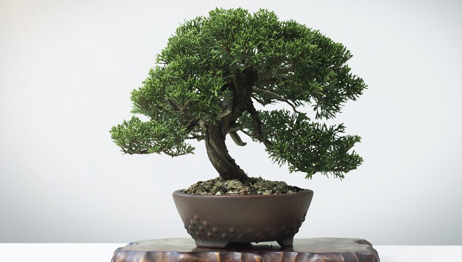 Japonský bonsaj. Zdroj: iStockphoto.com