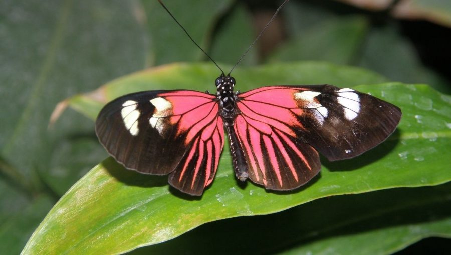 Výstava motýľov v Botanickej záhrade UPJŠ v Košiciach. Zdroj: UPJŠ v Košiciach