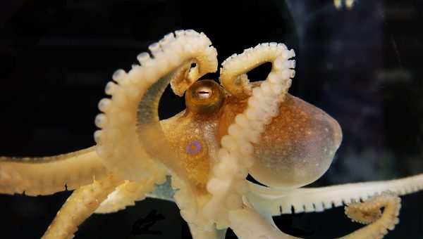 Chobotnica (Octopus Bimaculoides). Foto: Judit Pungor. Zdroj: oist.jp