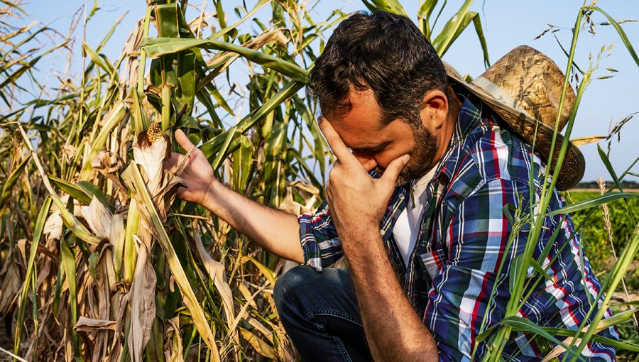 Farmár sklamaný z úrody kukurice zničenej suchom. Zdroj: iStockphoto.com