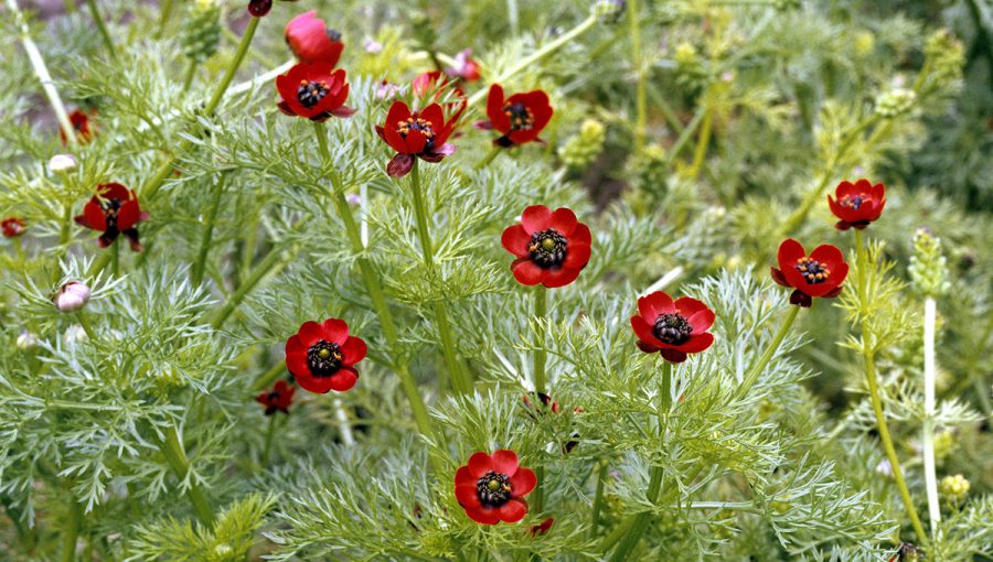 Hlaváčik letný (adonis aestivalis). Zdroj: iStockphoto.com