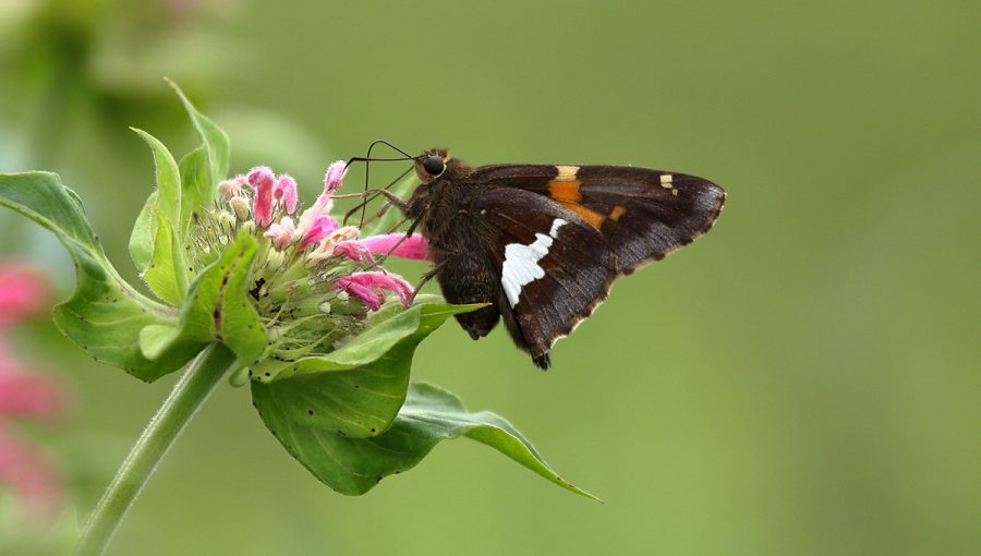 Motýľ súmračník (Epargyreus clarus) na kvete. Zdroj: iStockphoto.com