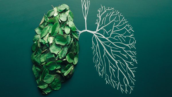 Pľúca ako živý a mŕtvy strom. Zdroj: iStockphoto.com