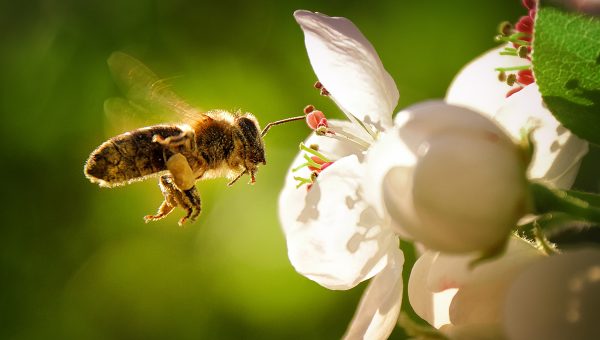 Včela opeľujúca kvet. Zdroj: iStockphoto.com