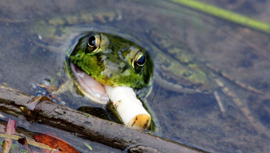 Žaba v jazierku je cigaretový ohorok. Zdroj: iStockphoto.com