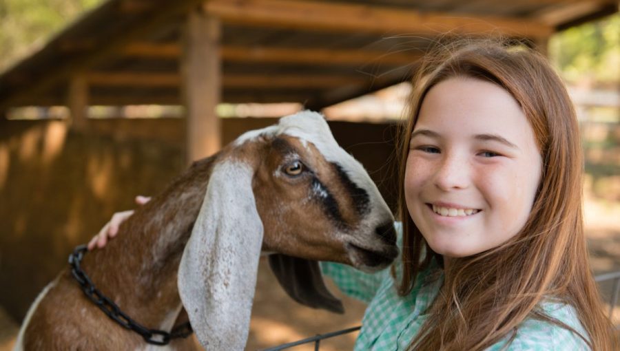 Koza sa pozerá na usmievajúce dievča.