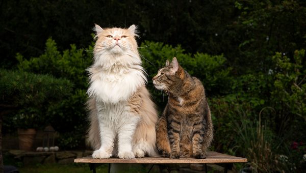 Dve mačky sediace na stole v záhrade. Zdroj: iStockphoto.com