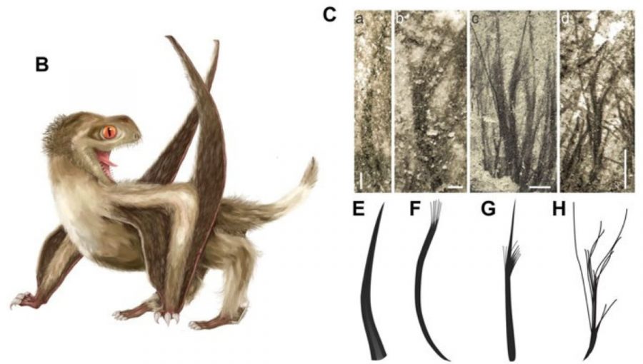 Pterosaur z čeľade Anurognathidae z obdobia strednej jury z Číny, z ktorého boli identifikované štyri typy peria. Zdroj: Frontiersin