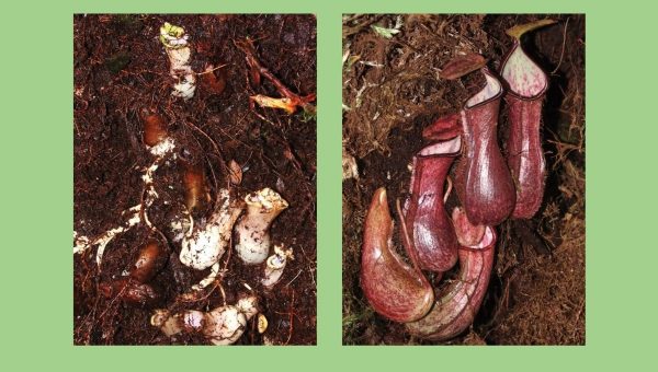 Krčiažnik hanblivý (Nepenthes pudica). Vľavo: podzemnné krčiažky v dutine pod koreňmi stromu. Vpravo: podzemnné krčiažy odhalené pod machovou podložkou. Foto: M. Dančák Zdroj: PhytoKeys